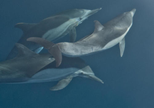 Common Dolphins
