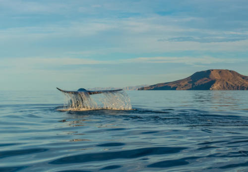 Isla Coronado Blue Whale