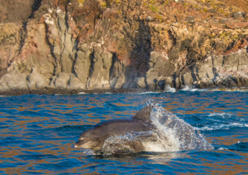 Isla Coronado Bottlenose Dolphin 2